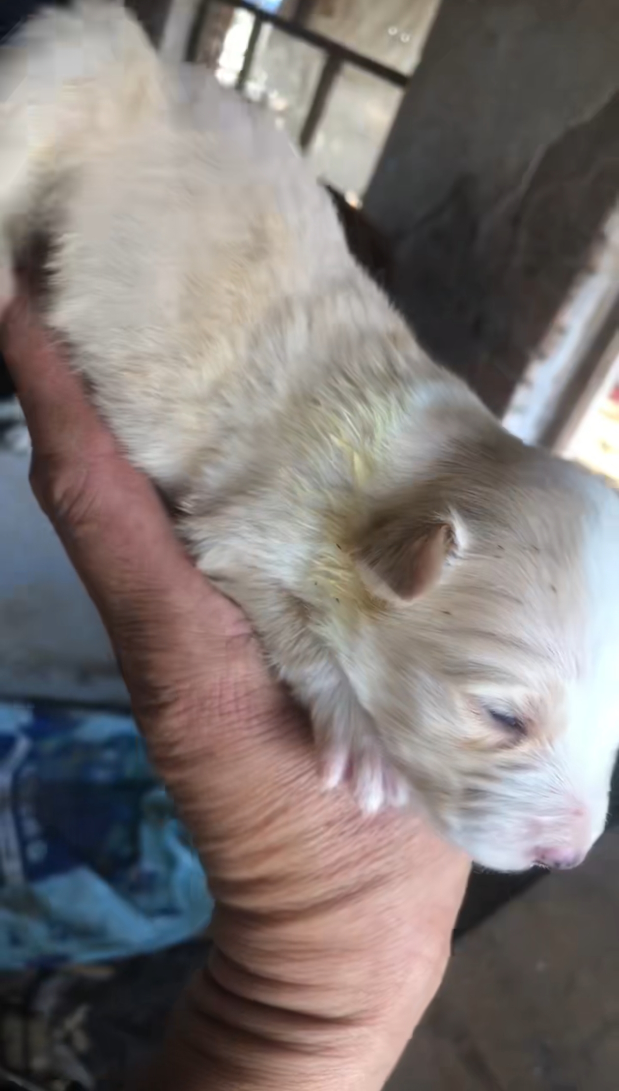 一共七只，毛色性别不同价格有些差距，具体私信